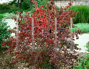 Picture of Viburnum prunifolium 