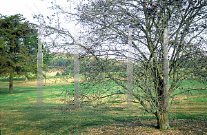 Picture of Viburnum prunifolium 