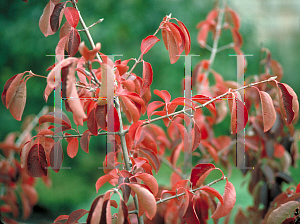 Picture of Viburnum prunifolium 