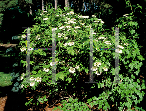 Picture of Viburnum sargentii 