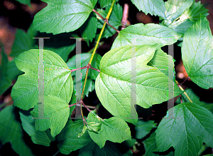 Picture of Viburnum sargentii 