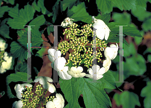 Picture of Viburnum sargentii 