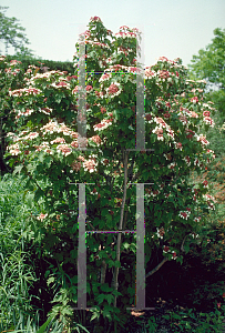 Picture of Viburnum sargentii 'Onondaga'