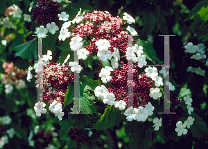 Picture of Viburnum sargentii 'Onondaga'