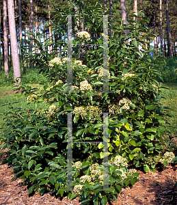 Picture of Viburnum sieboldii 