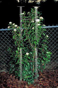 Picture of Viburnum tinus 