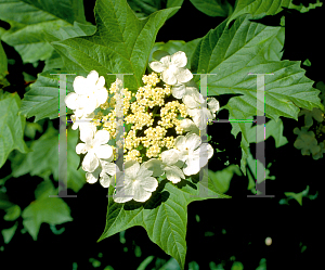 Picture of Viburnum trilobum 'Wentworth'