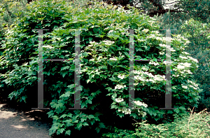 Picture of Viburnum trilobum 'Compactum'