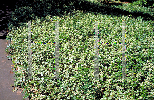 Picture of Vinca major 'Variegata'