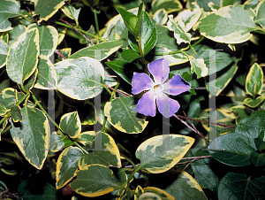 Picture of Vinca major 'Variegata'