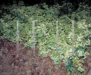 Picture of Vinca major 'Variegata'