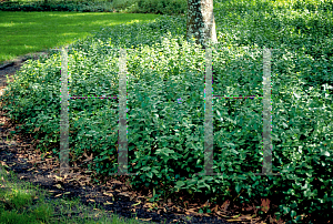 Picture of Vinca major 