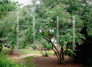 Picture of Vitex negundo 'Heterophylla'