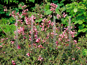 Picture of Weigela florida 'Foliis Purpureis'