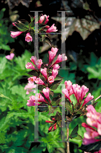 Picture of Weigela florida 'Foliis Purpureis'