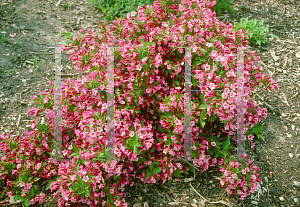 Picture of Weigela florida 'Minuet'