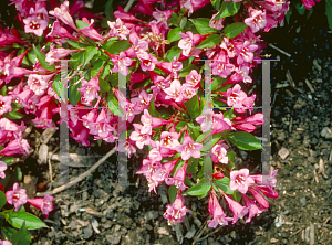 Picture of Weigela florida 'Minuet'