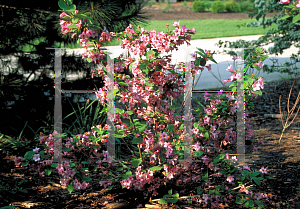 Picture of Weigela florida 'Pink Delight'