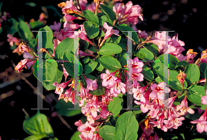 Picture of Weigela florida 'Pink Delight'