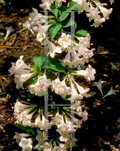 Picture of Weigela florida 'White Knight'