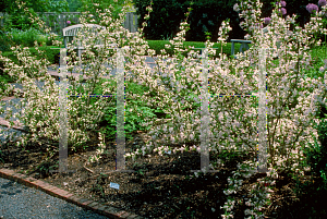 Picture of Weigela florida 'White Knight'