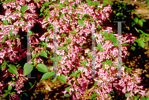 Picture of Weigela florida 'Pink Princess'