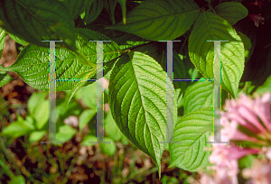 Picture of Weigela hortensis 