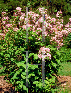 Picture of Weigela hortensis 