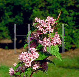 Picture of Weigela hortensis 