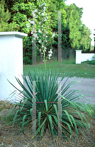 Picture of Yucca filamentosa 