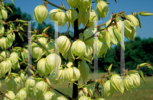 Picture of Yucca filamentosa 