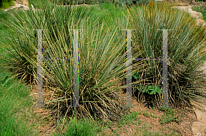 Picture of Yucca angustissima 