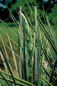 Picture of Yucca angustissima 