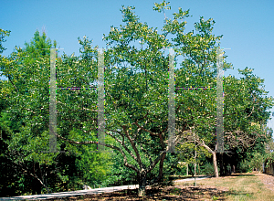 Picture of Zanthoxylum americanum 