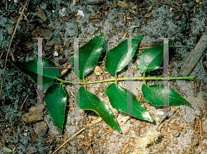 Picture of Zanthoxylum americanum 