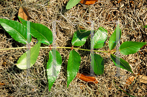 Picture of Zanthoxylum clava-herculis 