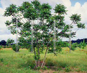 Picture of Zanthoxylum clava-herculis 