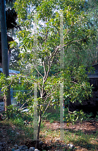 Picture of Zanthoxylum fagara 