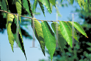 Picture of Zelkova serrata 