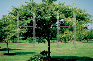 Picture of Zelkova serrata 