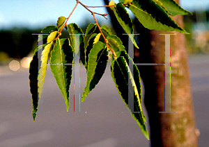 Picture of Zelkova serrata 