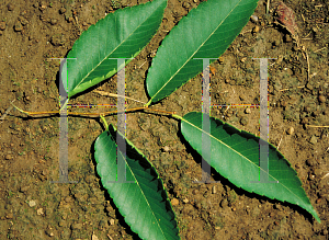 Picture of Zelkova serrata 'Green Vase'