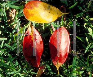 Picture of Terminalia muelleri 