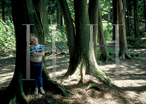 Picture of Thuja occidentalis 