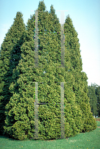 Picture of Thuja occidentalis '~Species'