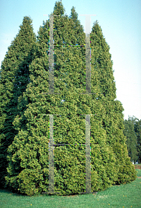 Picture of Thuja occidentalis 