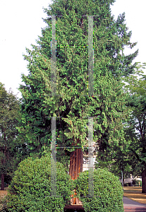 Picture of Thuja plicata 