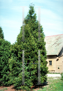 Picture of Thuja plicata 'Fastigiata'