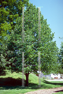 Picture of Tilia americana 