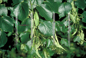 Picture of Tilia cordata 